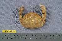 藏品(公雞饅頭蟹)的圖片